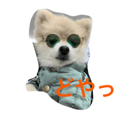 [LINEスタンプ] とびだせ！ギズモくん