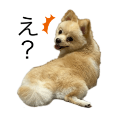 [LINEスタンプ] 私はぽんちゃん。