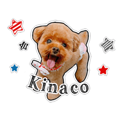 [LINEスタンプ] きなこちゃんのすたんぷ❁