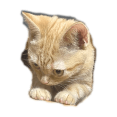 [LINEスタンプ] 茶トラみる