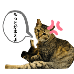 [LINEスタンプ] はんざわけのニャンズ