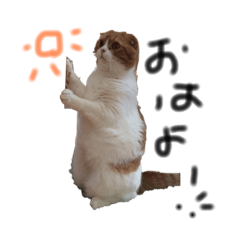 [LINEスタンプ] neco猫①