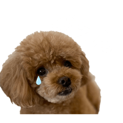 [LINEスタンプ] トイプードルのcocoさん