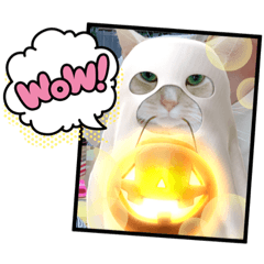 [LINEスタンプ] むーちゃんだらけなのら。