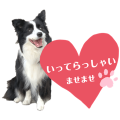 [LINEスタンプ] ぽっちゃりボーダーコリーあずき