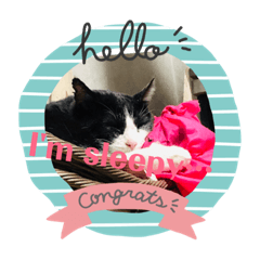 [LINEスタンプ] にゃんこ集