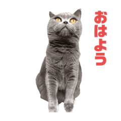 [LINEスタンプ] あまねーーーーーさん