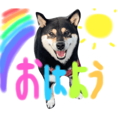 [LINEスタンプ] かきみほの柴犬スタンプ