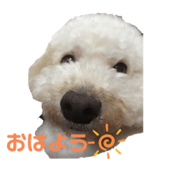 [LINEスタンプ] 我がわん