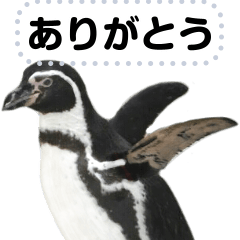 [LINEスタンプ] ペンギンのメッセージ！ほほえみフレンズの画像（メイン）