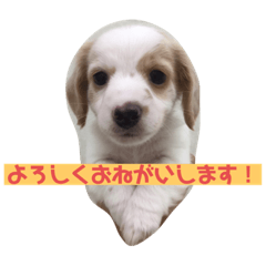 [LINEスタンプ] マイロの日常スタンプ