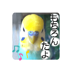 [LINEスタンプ] 愛しのインコ・優しい言葉