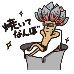 [LINEスタンプ] ブラ男さん（Haworthiaハオルチア）