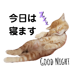 [LINEスタンプ] うちのぬっこ様