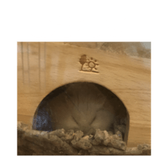 [LINEスタンプ] ハムスターのぽっちゃん