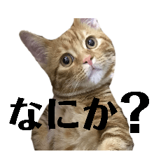 [LINEスタンプ] なまいきなこねこ