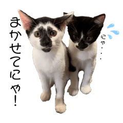 [LINEスタンプ] 白黒ニャンズのスタンプ