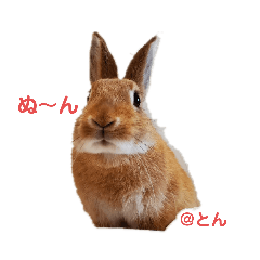 [LINEスタンプ] とんちゃんいろいろ