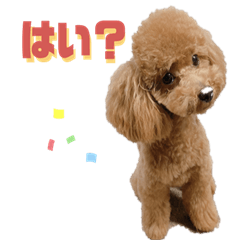 [LINEスタンプ] トイプーLALAさんVer2