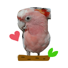 [LINEスタンプ] クルマサカオウムのキャンディー
