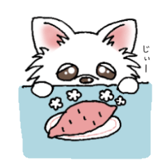 [LINEスタンプ] チワワのチョコちゃん★シンプル日常会話