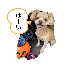 [LINEスタンプ] かわいいプードル日常スタンプ