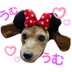 [LINEスタンプ] 愛犬♡なみちゃん