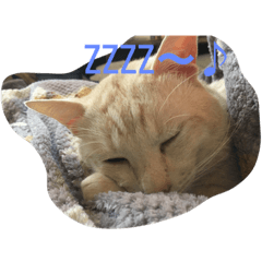[LINEスタンプ] ちびにゃん。