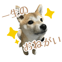 [LINEスタンプ] 豆柴ひなたの毎日使えるスタンプ