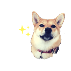 [LINEスタンプ] 柴犬ノキちゃん。