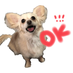 [LINEスタンプ] チワックス幸子スタンプ
