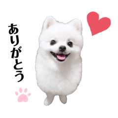 [LINEスタンプ] ポメラニアン ぽん吉のスタンプ