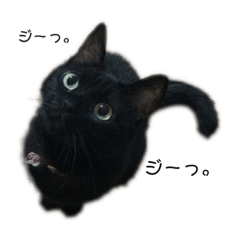 [LINEスタンプ] 黒猫スタンプその名はちょこ