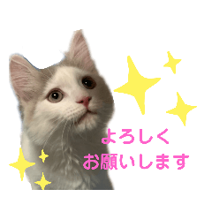 [LINEスタンプ] サイベリアン のあ