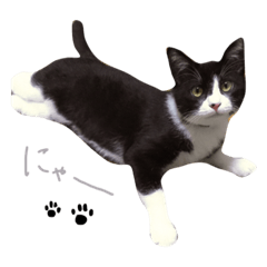 [LINEスタンプ] どんどん成長してきたペク