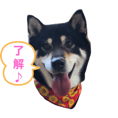 [LINEスタンプ] 黒柴maru