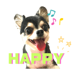 [LINEスタンプ] チワワのラムちゃんスタンプʕ•ᴥ•ʔ