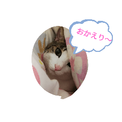 [LINEスタンプ] ねこのジローくん