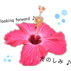 [LINEスタンプ] 日常会話を風景写真で