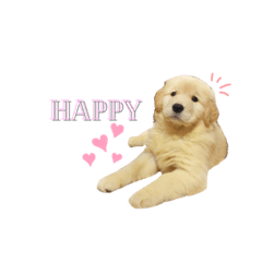 [LINEスタンプ] ゴールデンレトリバー子犬のさら