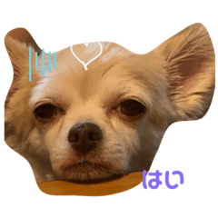 [LINEスタンプ] チワワはな