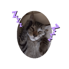 [LINEスタンプ] Raipon らいぽん
