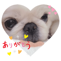 [LINEスタンプ] しずくとはんぺん