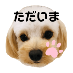 [LINEスタンプ] チワプーのとろろくん✩☪︎⋆