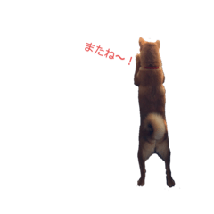 [LINEスタンプ] 柴犬ノキちゃん。その2