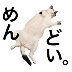 [LINEスタンプ] 元野良猫スタンプ(実写)
