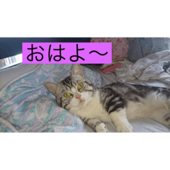 [LINEスタンプ] かりんのペット