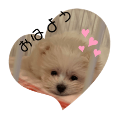 [LINEスタンプ] おこめみゅうきぬ