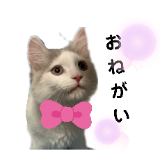 [LINEスタンプ] サイベリアン のあ02