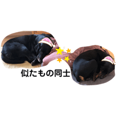 [LINEスタンプ] 大中小のわんこたち